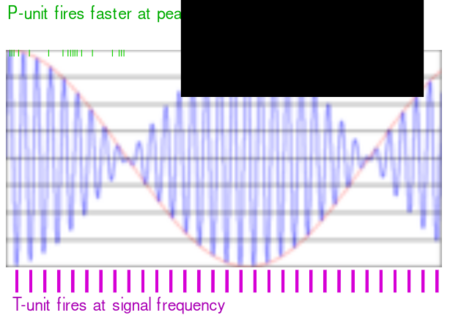 diagram showing firing of receptor cells, one in time with basic wave and one firing more as beat wave increases in size