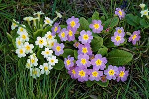 White and mauve primroses