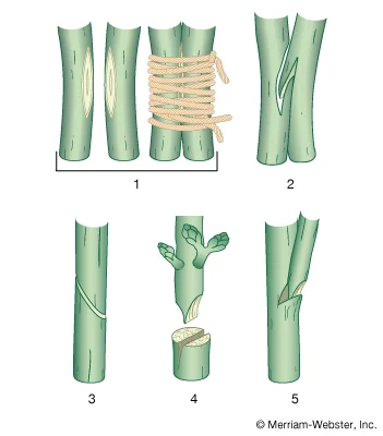 File:Grafting-methods-splice-graft-surfaces-whip-scion.webp